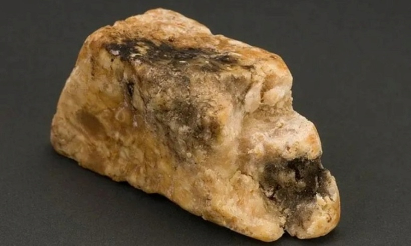 Trung bình cứ 100 con cá nhà táng mới có một con "thải" ra được long diên hương. Ảnh minh họa.