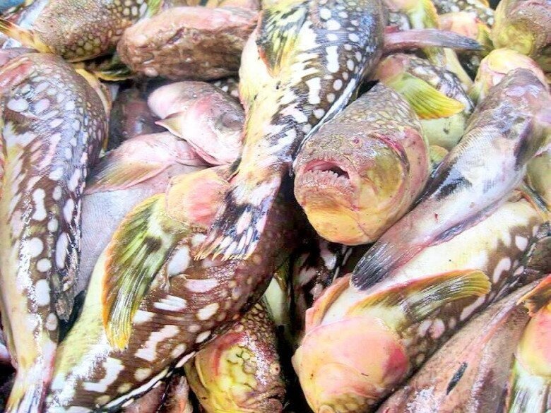 Trái với vẻ ngoài xấu xí và đầy gai góc, thịt cá bùng binh màu trắng ngà, dai ngọt, săn chắc và mùi vị thơm ngon.