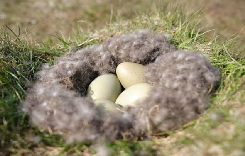 Những người săn lùng Eiderdown phải tìm được khoảng 60 tổ vịt, mới thu được một kg lông. Ảnh: Tri thức và Cuộc sống.