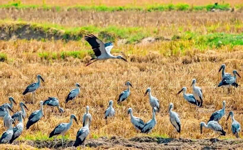 Cò nhạn tìm kiếm thức ăn trên cánh đồng ở Gia Lai. Ảnh: PLO