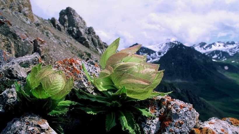 Hoa sen núi tuyết, với tên gọi mỹ miều khác là thiên sơn tuyết liên, từ lâu đã được tôn vinh là vương giả trong thế giới thảo mộc.