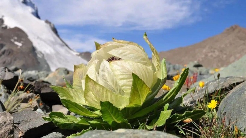 Loài kỳ hoa này mang trong mình sức sống mãnh liệt, chỉ kén chọn những vách đá cheo leo, nơi độ cao dao động từ 2.500 đến 4.800 mét.