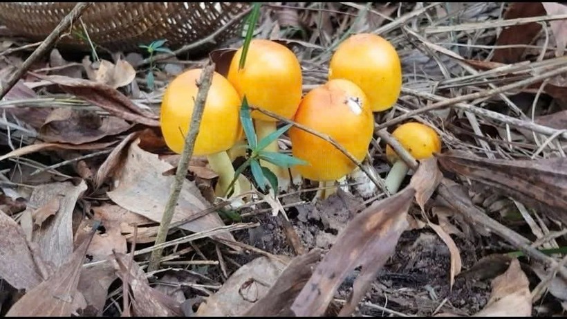 Trung tâm Y tế Phú Quốc khuyến cáo người dân không nên hái hoặc sử dụng các loại nấm dại ngoài tự nhiên, kể cả khi chúng trông giống với nấm quen thuộc. Ảnh minh họa: VOV