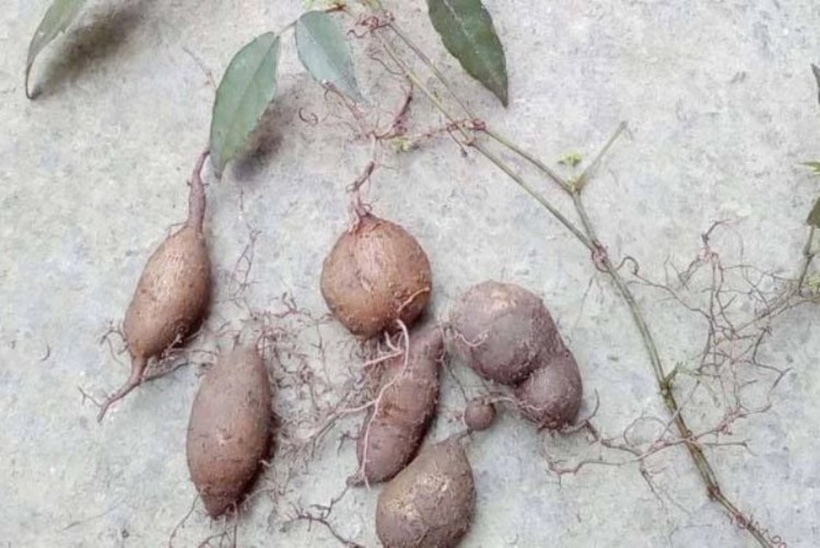 Củ tam diệp thanh.