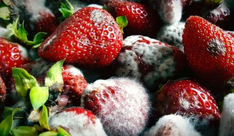 Nấm mốc trên trái cây có thể sản sinh ra các chất độc hại như aflatoxin và ochratoxin, gây ngộ độc mãn tính và làm tổn thương gan, thận. Ảnh minh họa.