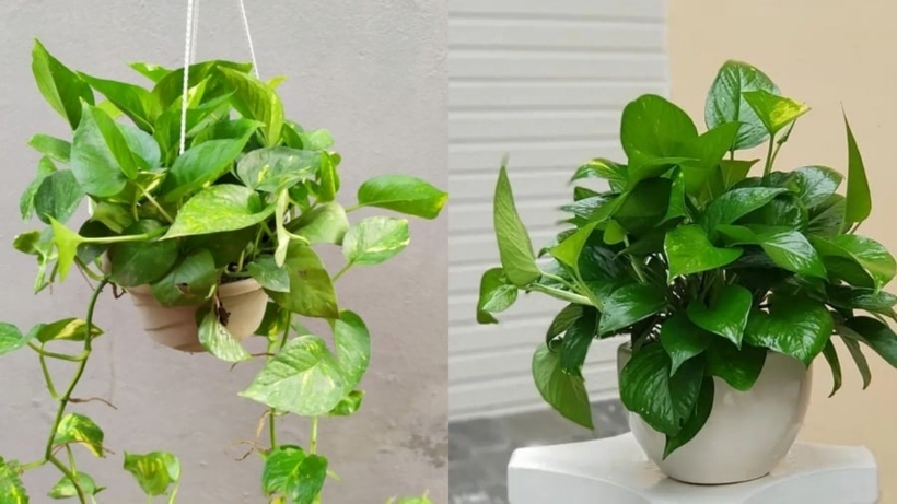 Cây trầu bà có công dụng tốt với sức khỏe và mang ý nghĩa về mặt phong thủy. Ảnh minh họa