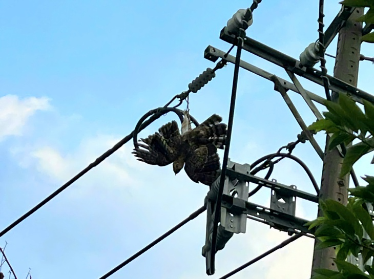 Con chim bị mắc dây đeo chân trên đường dây điện. Ảnh: Tuổi trẻ