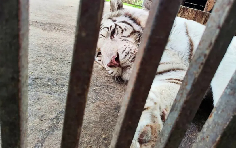 Con hổ Bengal trắng quý hiếm tên Lucy. &nbsp;(Ảnh: East2West News)