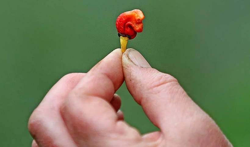 Không có độc nhưng loại ớt có tên "Hơi thở của Rồng" vẫn có thể gây tử vong tức thì - 3