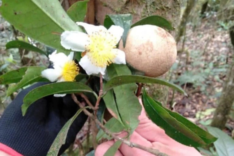 Hoa, lá của chè cổ đang được nghiên cứu. Ảnh: Dân Trí