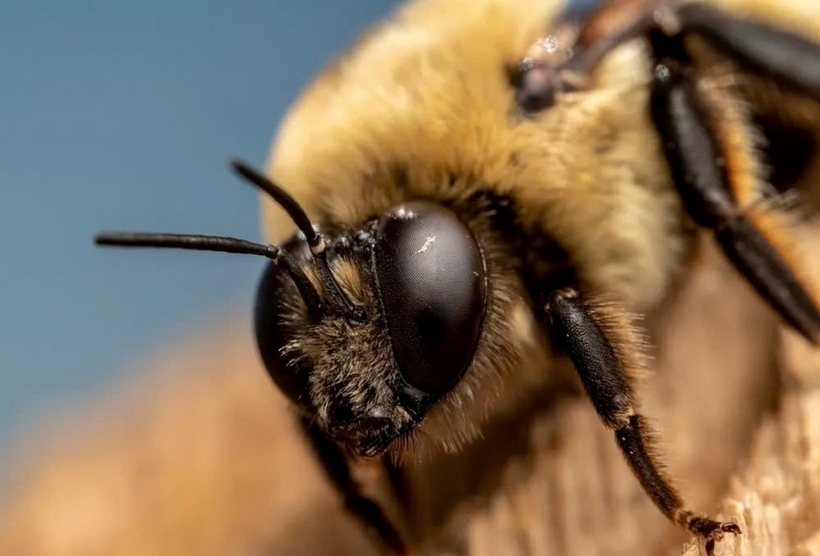 Phụ huynh cần cẩn trọng khi cho trẻ leo trèo hái trái cây hoặc chơi gần các khu vực có tổ ong. Ảnh minh họa: Smithsonianmag