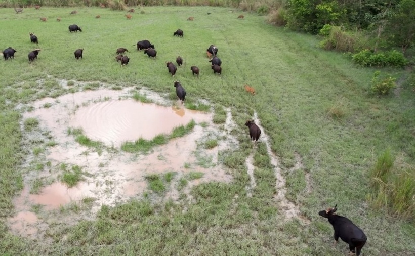 Bò tót tại Vườn quốc gia Cát Tiên. (Ảnh: VOV)