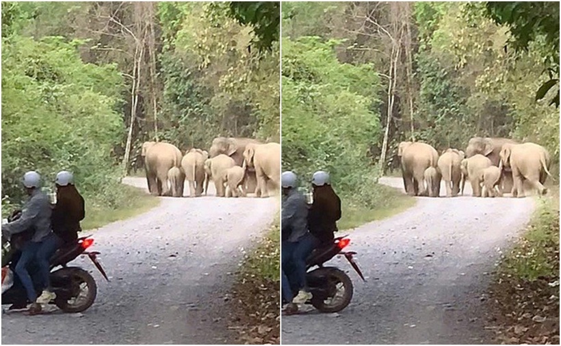 Đàn voi gồm 3 con voi lớn và 4 con voi nhỏ. (Ảnh: NLĐ)