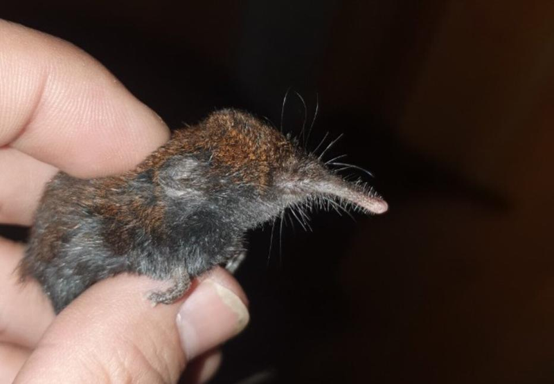 Chuột chù Fansipan - loài vật quý hiếm phát hiện tại Việt Nam. Ảnh: WWF