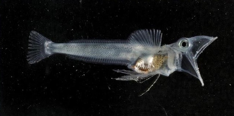 . Cá băng Nam Cực&nbsp;là nhóm cá duy nhất trên thế giới có máu không chứa hemoglobin