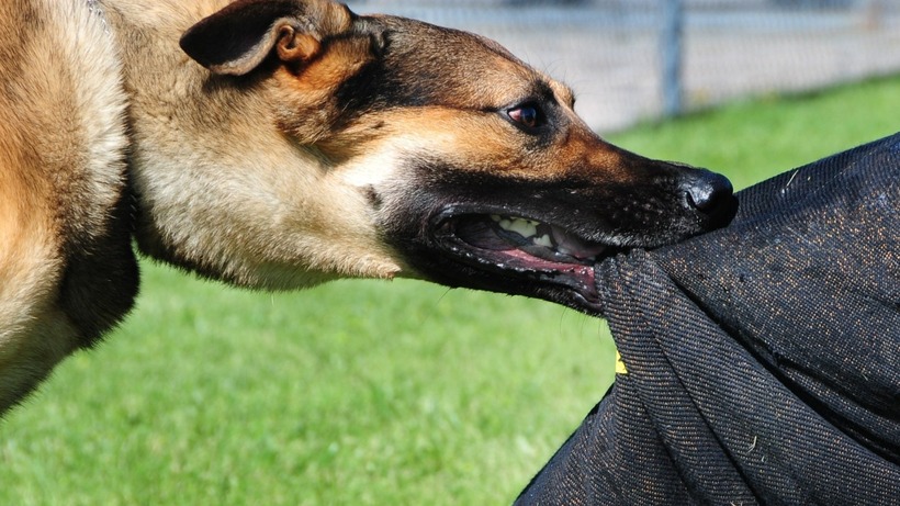 Không tiêm phòng sau 2 lần chó cắn, người đàn ông tử vong nghi mắc bệnh dại. Ảnh minh họa.