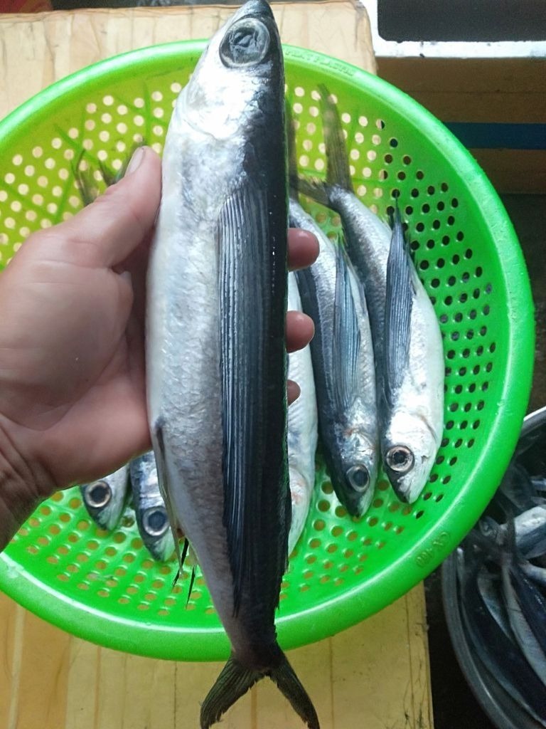 Sự đa dạng của loài cá chuồn cũng phong phú như chính biển cả miền Trung.