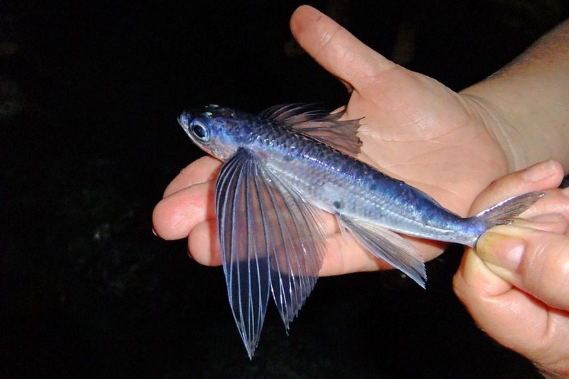 Cá chuồn là loại đặc sản dân dã, không đắt đỏ nhưng rất ngon của các tỉnh miền Trung như Quảng Nam, Đà Nẵng, Bình Định, Khánh Hòa...Ảnh: Dân Việt