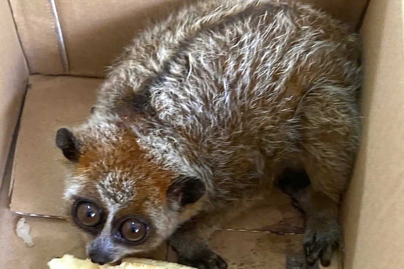 Cu li nhỏ là loài động vật thuộc nhóm IB - nhóm động vật rừng cực kỳ nguy cấp, quý hiếm theo quy định tại Việt Nam. (Ảnh: Dân trí)