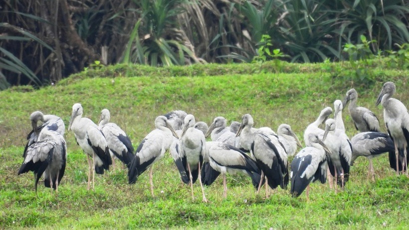 Hàng trăm con chim "lạ" có thân hình mảnh mai , "chân dài thẳng tắp" bất ngờ xuất hiện ở Quảng Trị. Ảnh: Dân Trí