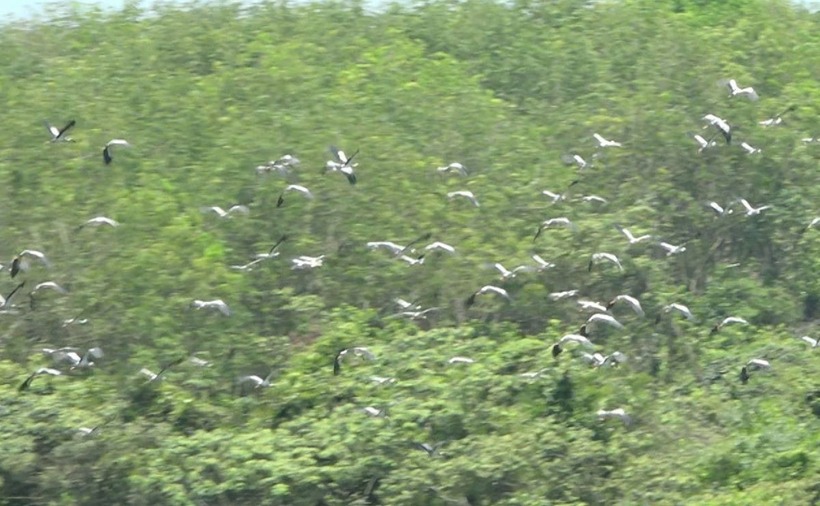 Cò nhạn xuất hiện và trú ở các cánh rừng tràm. Ảnh: Lao động