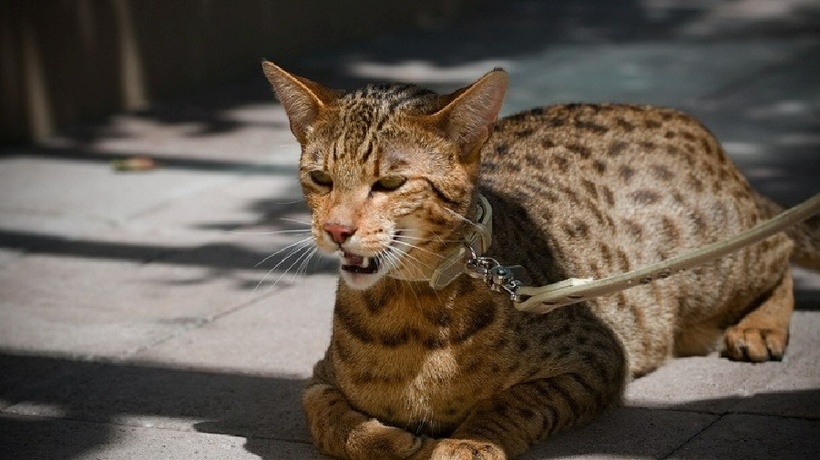 Mèo Ashera được xem là mèo nhà lớn nhất, hiếm nhất và đắt nhất hành tinh.