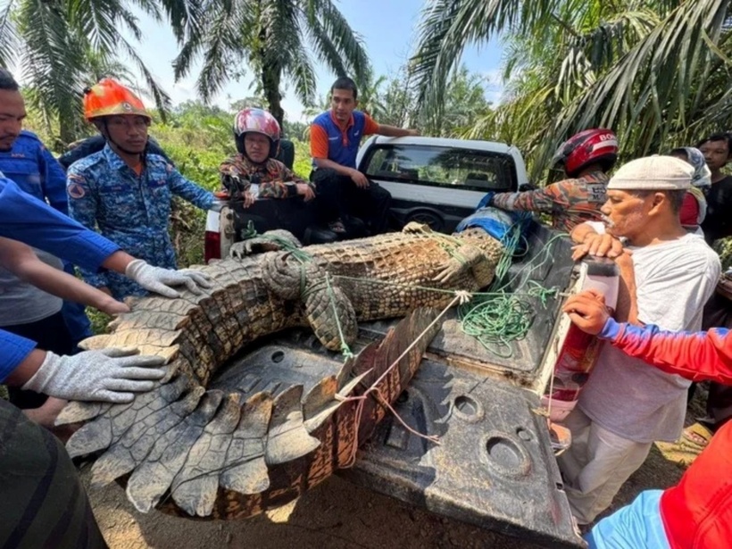 Chú cá sấu khổng lồ.