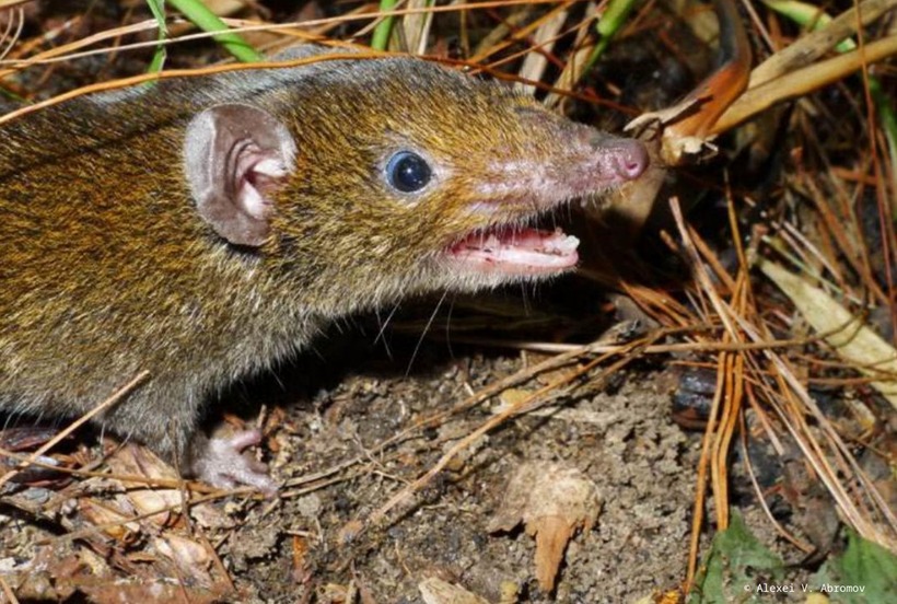 Nhím ma cà rồng, với tên khoa học là Hylomys Macarong, là một loài thuộc họ nhím và có nguồn gốc từ Việt Nam. Điều thú vị là mô tả khoa học chính thức của loài này lại dựa trên một mẫu vật được phát hiện cách xa quê hương của chúng hàng nghìn dặm, cụ thể là tại Washington DC, trong bộ sưu tập của Bảo tàng Lịch sử Tự nhiên Quốc gia Smithsonian.