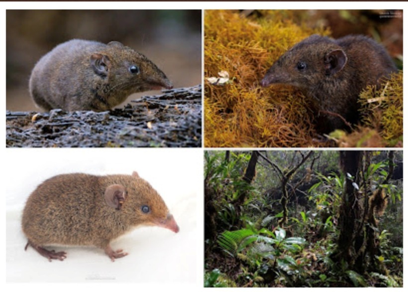 Tiến sĩ Abramov đã ví von một cách đầy hình ảnh về tầm quan trọng của phát hiện này: "Việc xác định một loài động vật có vú mới, vốn chỉ được biết đến ở khu vực phía Nam dãy Trường Sơn và là thành quả của hàng triệu năm tiến hóa, chẳng khác nào việc mang một tuyệt tác Picasso đến trưng bày trong một phòng tranh nghệ thuật, hoặc khám phá ra một di chỉ khảo cổ ngay giữa lòng một đô thị."