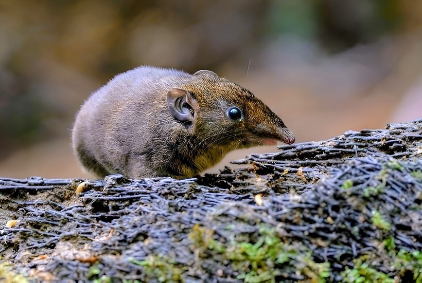 Trong khuôn khổ một nỗ lực quốc tế nhằm hiệu chỉnh phân loại các loài gymnure nhỏ, loài nhím ma cà rồng đã được xác định là một loài mới. Để đạt được kết quả này, các nhà nghiên cứu đã áp dụng các kỹ thuật giải trình tự gen tiên tiến, tiến hành phân tích các mẫu vật thu thập từ các bộ sưu tập bảo tàng ở 6 quốc gia khác nhau, với niên đại trải dài từ những năm 1930.