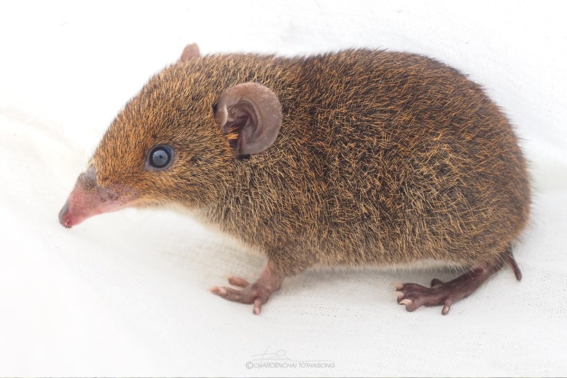 Trước đó, một nhóm các nhà nghiên cứu từ Trung tâm nghiên cứu Nga - Việt cũng đã nghiên cứu 2 loài nhím trong khu vực và nghi ngờ rằng một mẫu vật họ thu thập được ở miền Nam nước ta vào năm 2009 là một loài mới. "Chúng tôi đã tìm thấy loài đặc biệt này ở Việt Nam hơn 10 năm trước, nhưng chúng tôi đã mất quá nhiều thời gian để tìm hiểu về nó", Tiến sĩ Alexei Abramov, Viện Động vật học thuộc Viện Hàn lâm Khoa học Nga than thở. Được biết, loại nhím này &nbsp;là một trong những loài nhím lông mềm mới được ghi nhận tại Đông Nam Á.