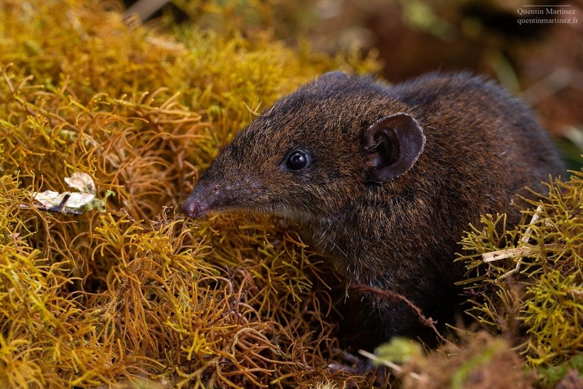 Năm 2023, một phát hiện thú vị đã diễn ra ở miền Nam Việt Nam khi các nhà khoa học tìm thấy một loài nhím mới. Điểm đặc biệt của loài nhím này là cặp răng nanh dài, khiến chúng được ví von như những "ma cà rồng" trong thế giới động vật.