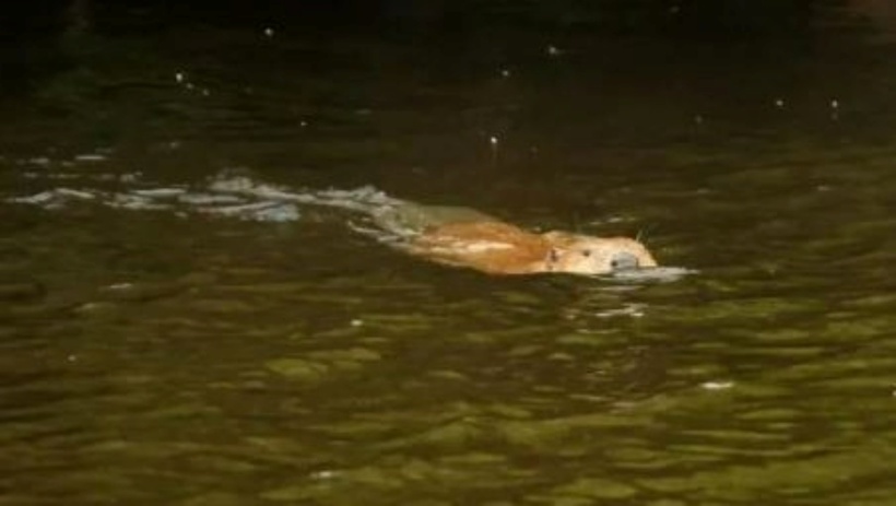 Chú hải ly được mô tả là đang "thư giãn". Ảnh: BBC.