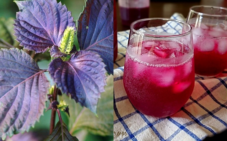 Nước lá tía tô