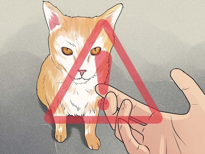 Người phụ nữ bị mèo cắn vào bàn tay nhưng không đi tiêm vaccine phòng bệnh dại. Ảnh minh họa: Công An Nhân Dân