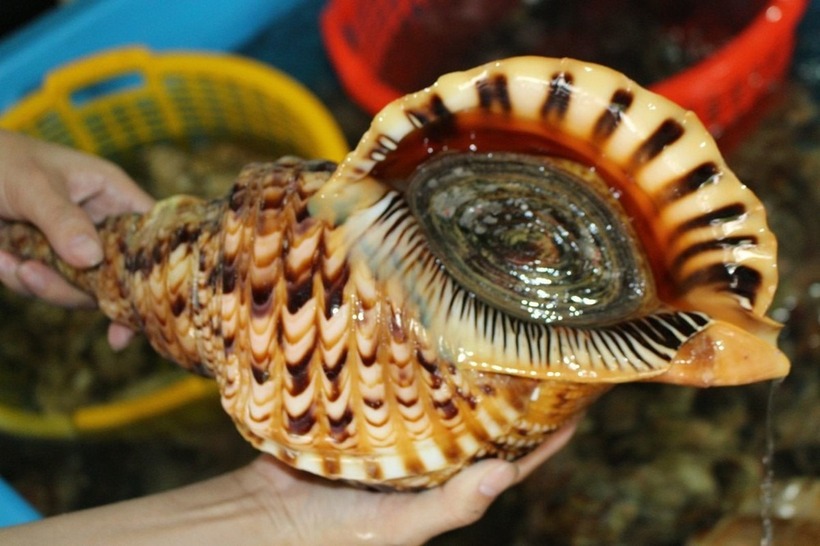 Không phải yến sào, đây mới là "cao lương mỹ vị" tiền triệu được giới nhà giàu "săn đón" - 3