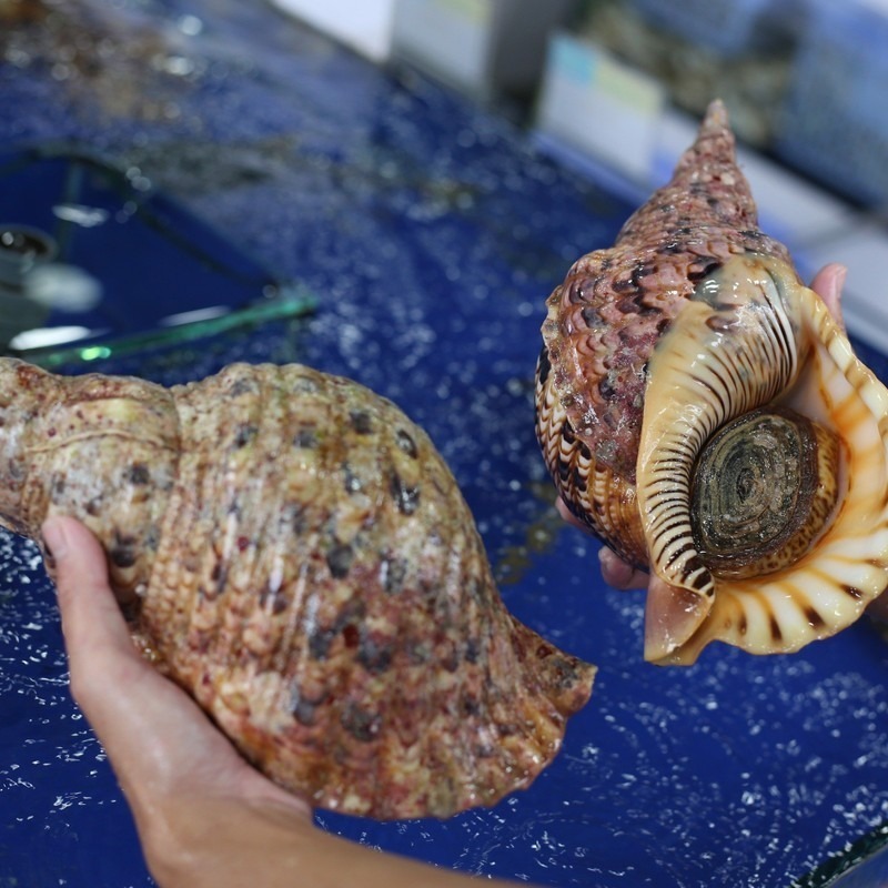 Không phải yến sào, đây mới là "cao lương mỹ vị" tiền triệu được giới nhà giàu "săn đón" - 2