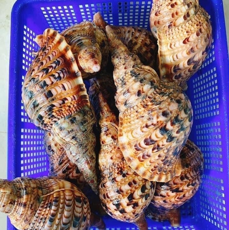 Không phải yến sào, đây mới là "cao lương mỹ vị" tiền triệu được giới nhà giàu "săn đón" - 4