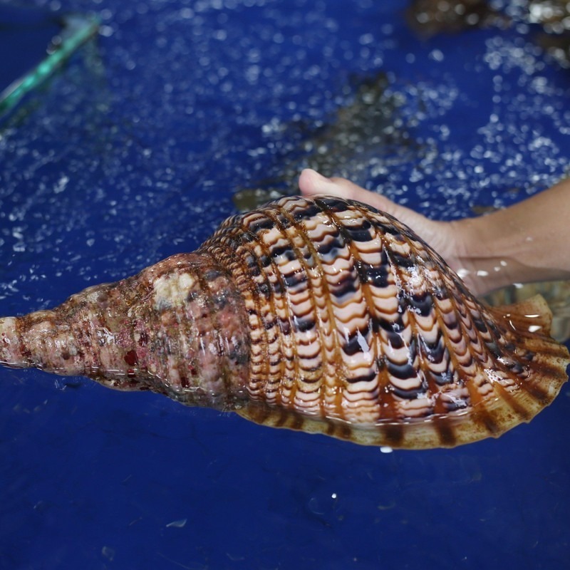 Không phải yến sào, đây mới là "cao lương mỹ vị" tiền triệu được giới nhà giàu "săn đón" - 1