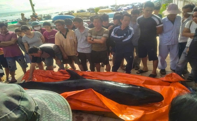 Cá voi trôi dạt vào bờ biển Quảng Ngãi. (Ảnh: Thanh niên)