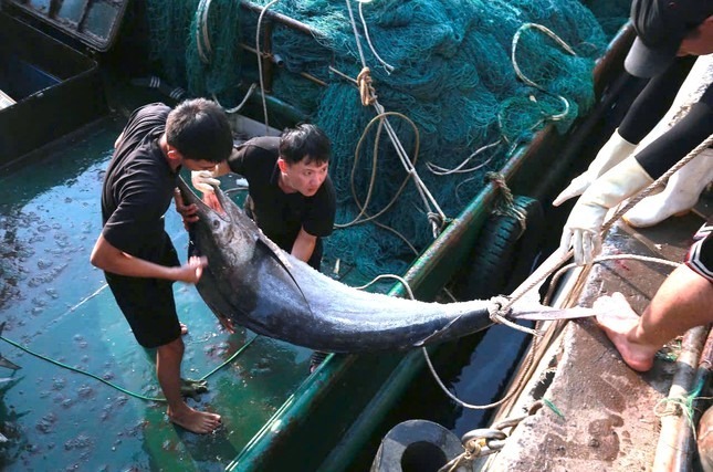 Tàu cá của ông Nguyễn Văn Phương (trú thị xã Hoàng Mai, Nghệ An) trúng đậm mẻ cá thu, cá kìm trị giá khoảng 700 triệu đồng. (Ảnh: Báo Tiền phong)