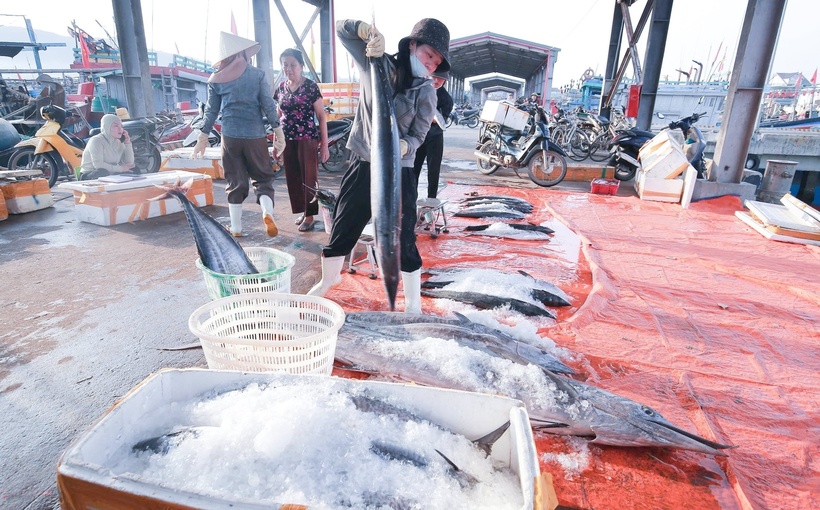 Mẻ cá thu tươi rói, vảy bạc lấp lánh trong nắng sớm. (Ảnh: Báo Nghệ An)