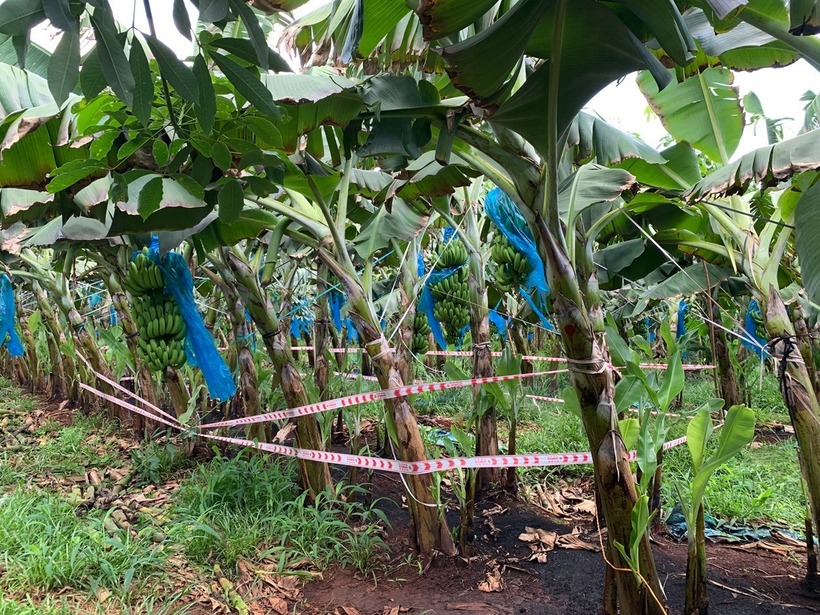 Hiện trường nơi phát hiện thi thể bé sơ sinh. (Ảnh: Người lao động)