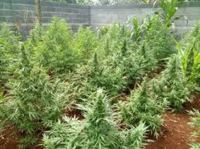 Việc trồng cây cần sa tại Việt Nam là hành vi vi phạm pháp luật và có thể bị xử phạt hành chính hoặc truy cứu trách nhiệm hình sự tùy theo mức độ vi phạm.