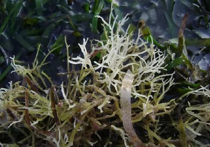 Rau chân vịt từng là loại rau dại mọc ở vùng biển.