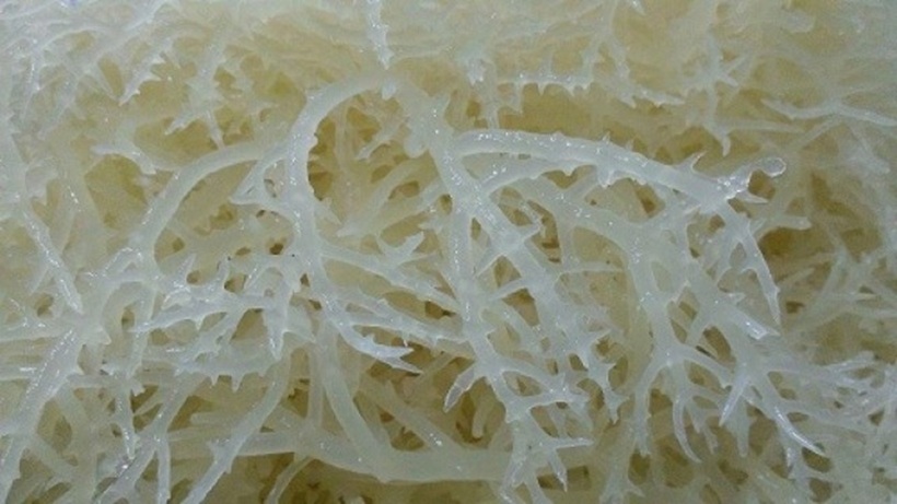 Trong tâm thức của người dân miền biển, rau đá biển tựa như một "báu vật trời ban", hàm chứa giá trị dinh dưỡng dồi dào cùng tiềm năng kinh tế không nhỏ.