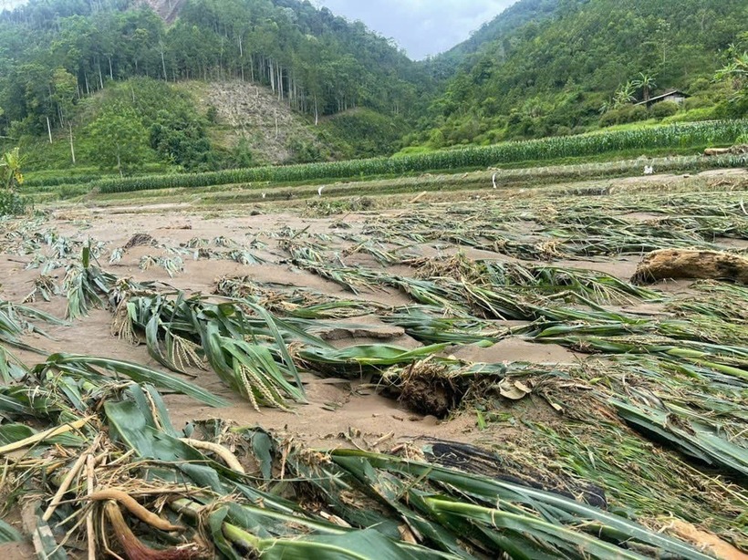 Nhiều diện tích hoa màu, đất nông nghiệp bị thiệt hại nặng nề.