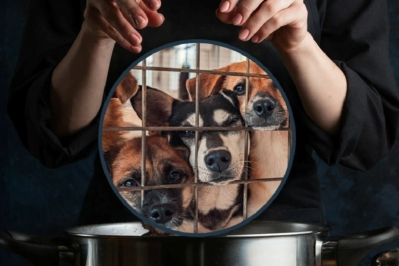 Nhận nuôi chó bị bỏ rơi rồi đem giết thịt, người phụ nữ gây phẫn nộ. Ảnh minh họa.