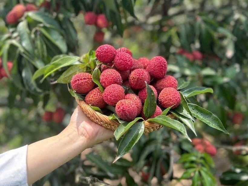 Đây là giống vải thiều nổi tiếng, có nguồn gốc từ tỉnh Hải Nam (Trung Quốc). Ảnh: VietNamnet