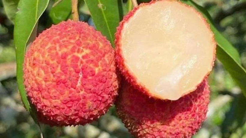 Việc tiêu thụ lượng lớn vải có thể khiến đường huyết tăng đột ngột, gây rối loạn chuyển hóa glucose.